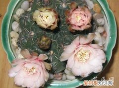 绯红玉的养殖方法 绯花玉实战养殖方法介绍
