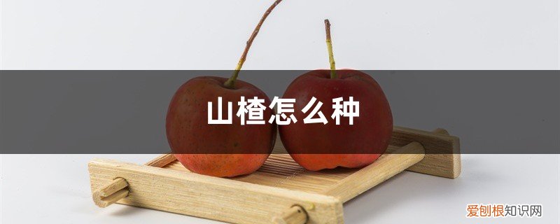 山楂树怎么种植方法 山楂怎么种