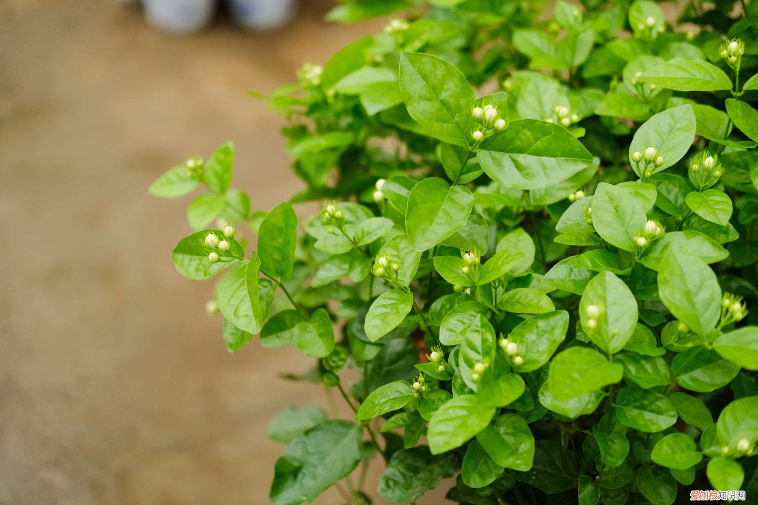 茉莉花什么季节开花最旺盛 茉莉花什么季节开花