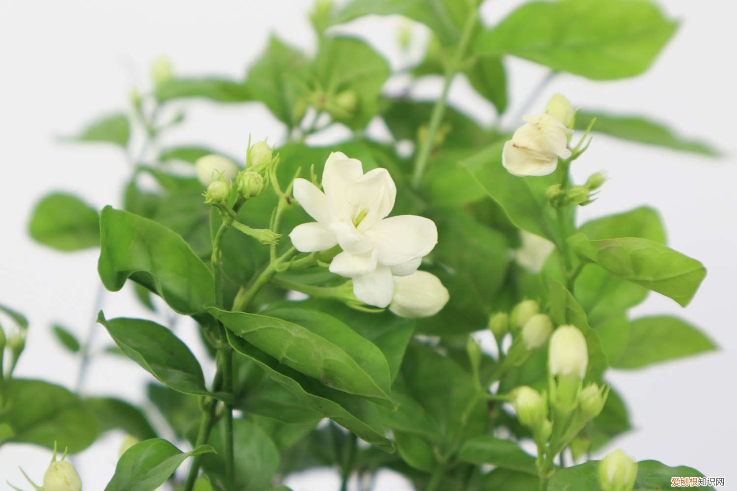 茉莉花什么季节开花最旺盛 茉莉花什么季节开花