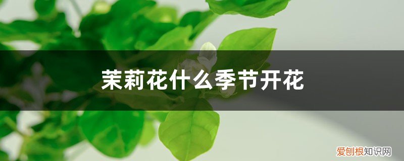 茉莉花什么季节开花最旺盛 茉莉花什么季节开花