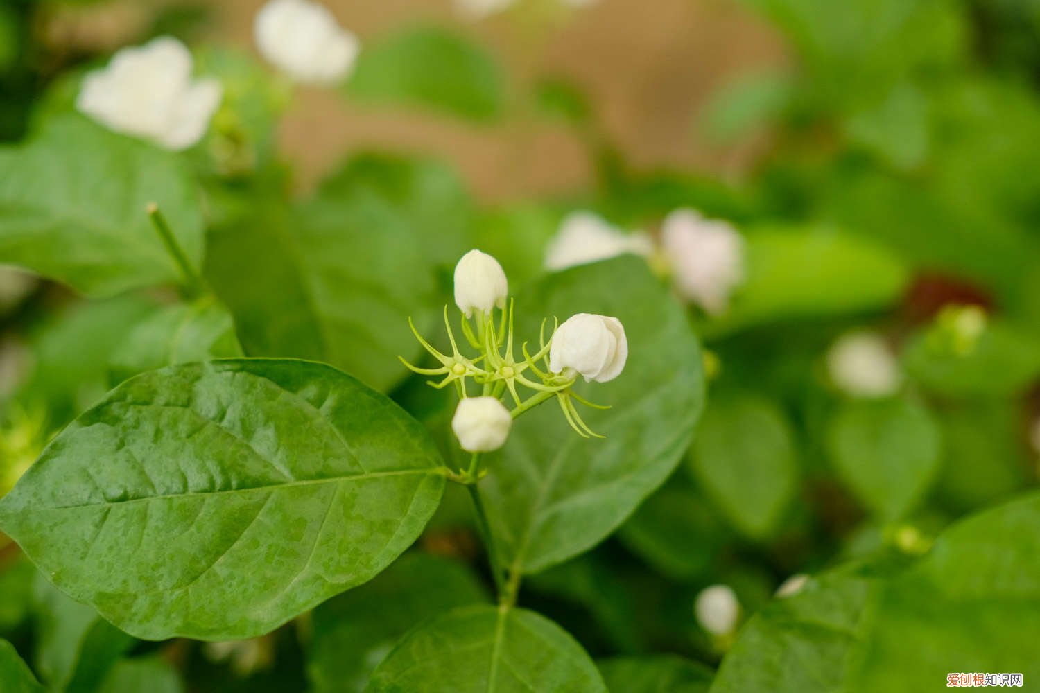 茉莉花什么季节开花最旺盛 茉莉花什么季节开花