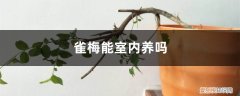 雀梅能室内养吗 雀梅能室内养吗