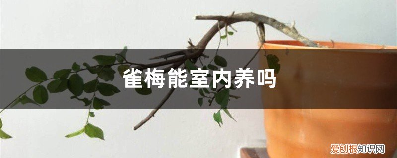 雀梅能室内养吗 雀梅能室内养吗