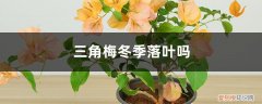 三角梅冬天落叶怎么回事 三角梅冬季落叶吗