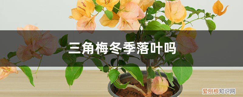 三角梅冬天落叶怎么回事 三角梅冬季落叶吗