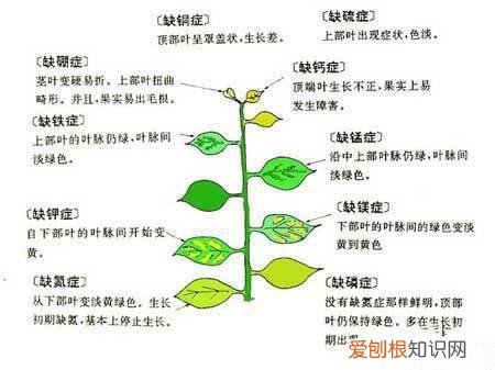 花草“缺素症”有怎样的表现 图示