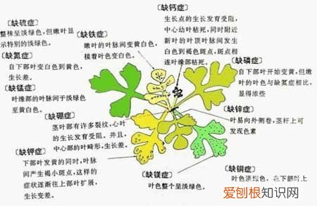 花草“缺素症”有怎样的表现 图示