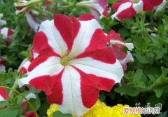 牵牛花有哪些特点 牵牛花形态特征