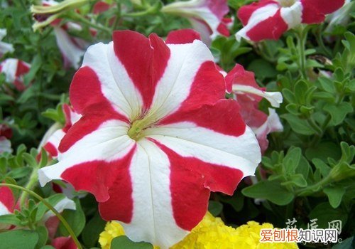 牵牛花有哪些特点 牵牛花形态特征