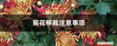 刚移栽的菊花苗怎么养护 菊花移栽注意事项