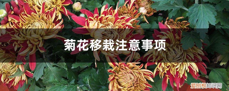 刚移栽的菊花苗怎么养护 菊花移栽注意事项