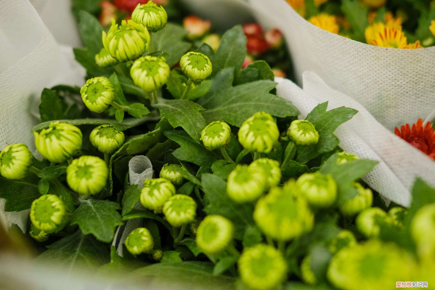 菊花种子播种时间 菊花种子几月份播种