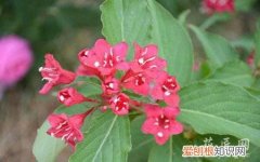 锦带花的栽培技术与管理 锦带花的栽培技术