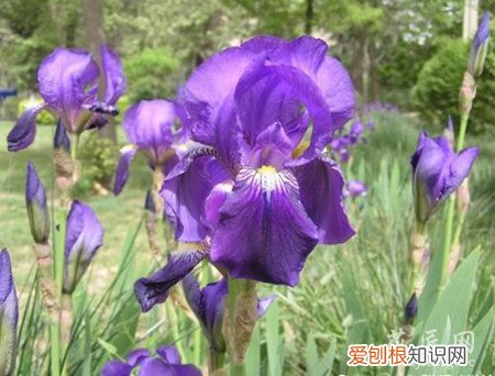 扁竹兰的养殖方法和注意事项 大扁竹兰的常识大全