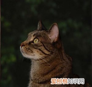 宠物科普网站有哪些，有什么比较权威的宠物科普、医疗、社区平台？