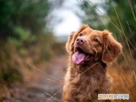 宠物科普网站有哪些，有什么比较权威的宠物科普、医疗、社区平台？
