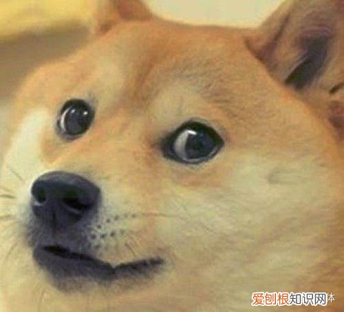 宠物科普网站有哪些，有什么比较权威的宠物科普、医疗、社区平台？