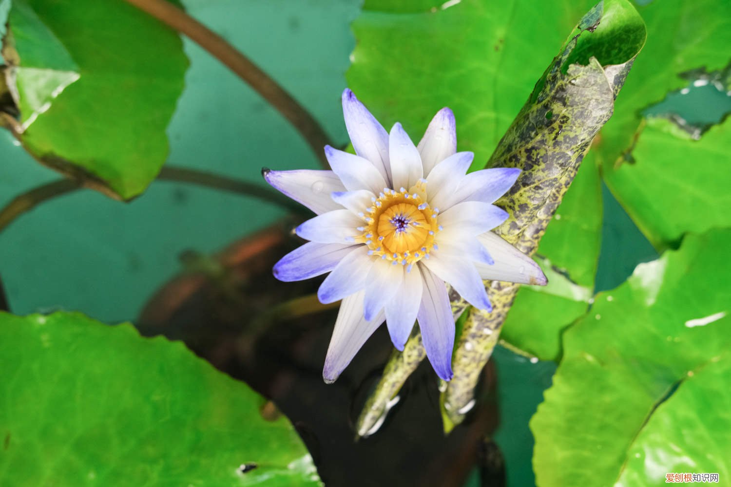 睡莲买回来需要醒花吗 花店买的睡莲怎么养
