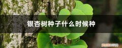 银杏树苗什么时候种 银杏树种子什么时候种