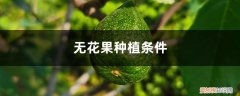 无花果种植条件和区域 无花果种植条件