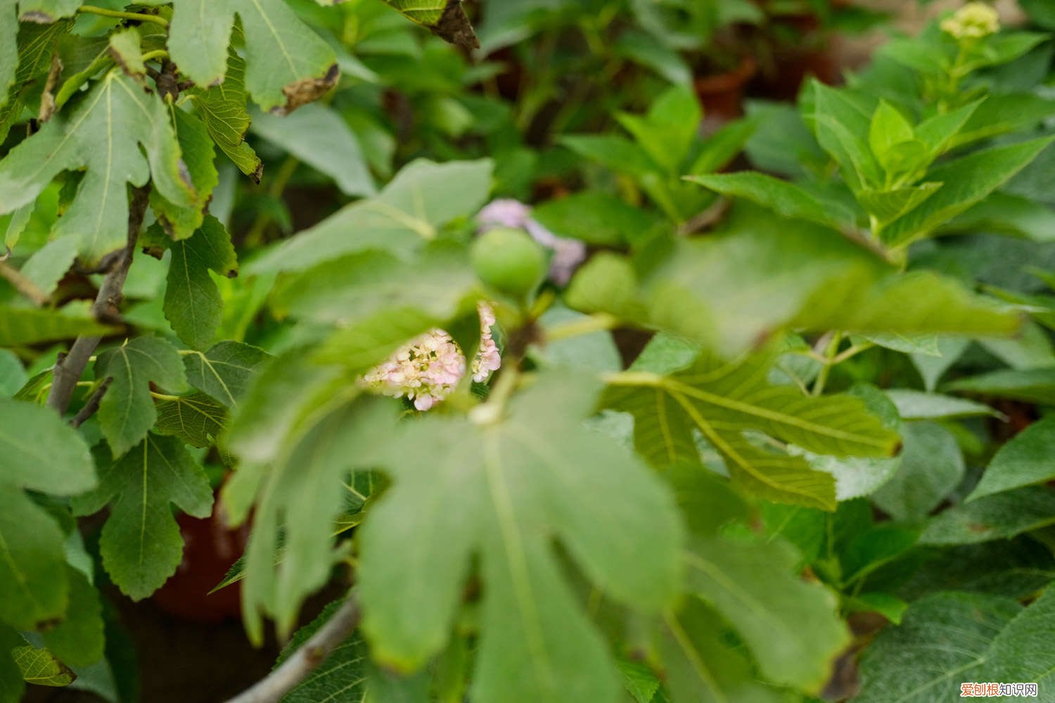 无花果种植条件和区域 无花果种植条件
