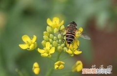 油菜花的品种分类图片 油菜花的品种分类
