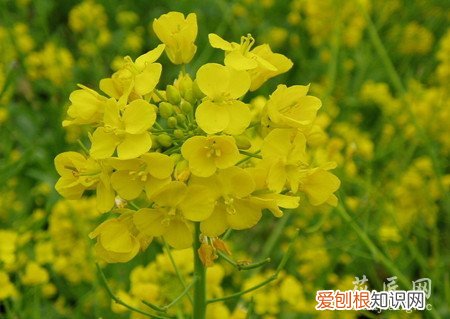 油菜花的养殖方法和技术 油菜花的养殖方法
