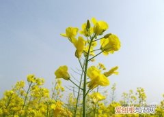 油菜花的栽培要点 油菜花的栽培技术以及注意事项
