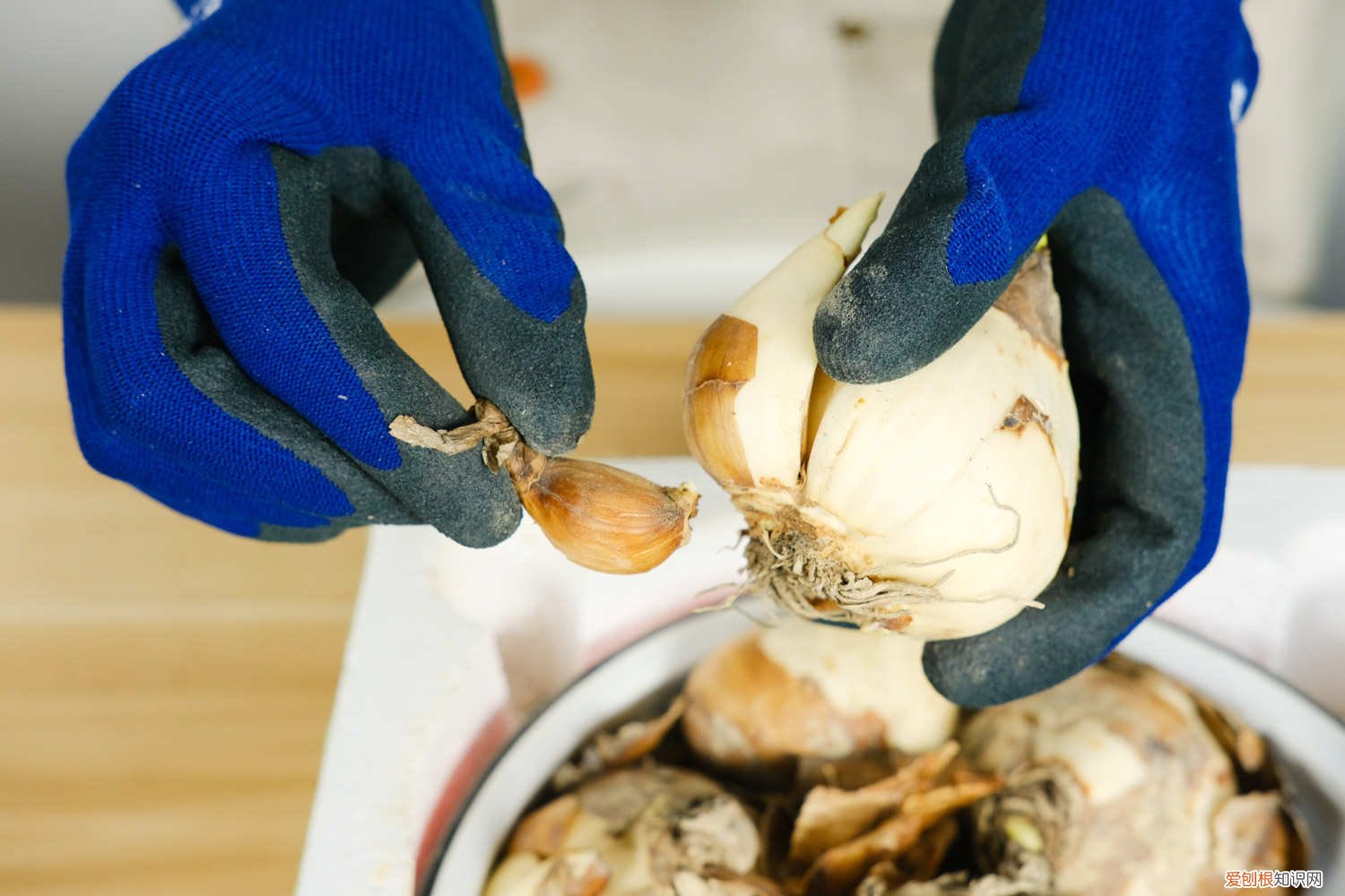 水仙花能土培吗 水仙花可以土培吗