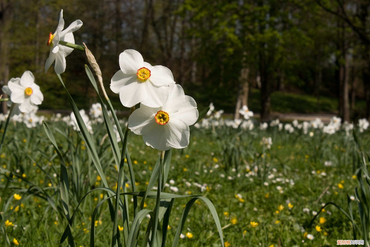 水仙花能土培吗 水仙花可以土培吗