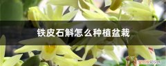 铁皮石斛怎么种植盆栽图片 铁皮石斛怎么种植盆栽