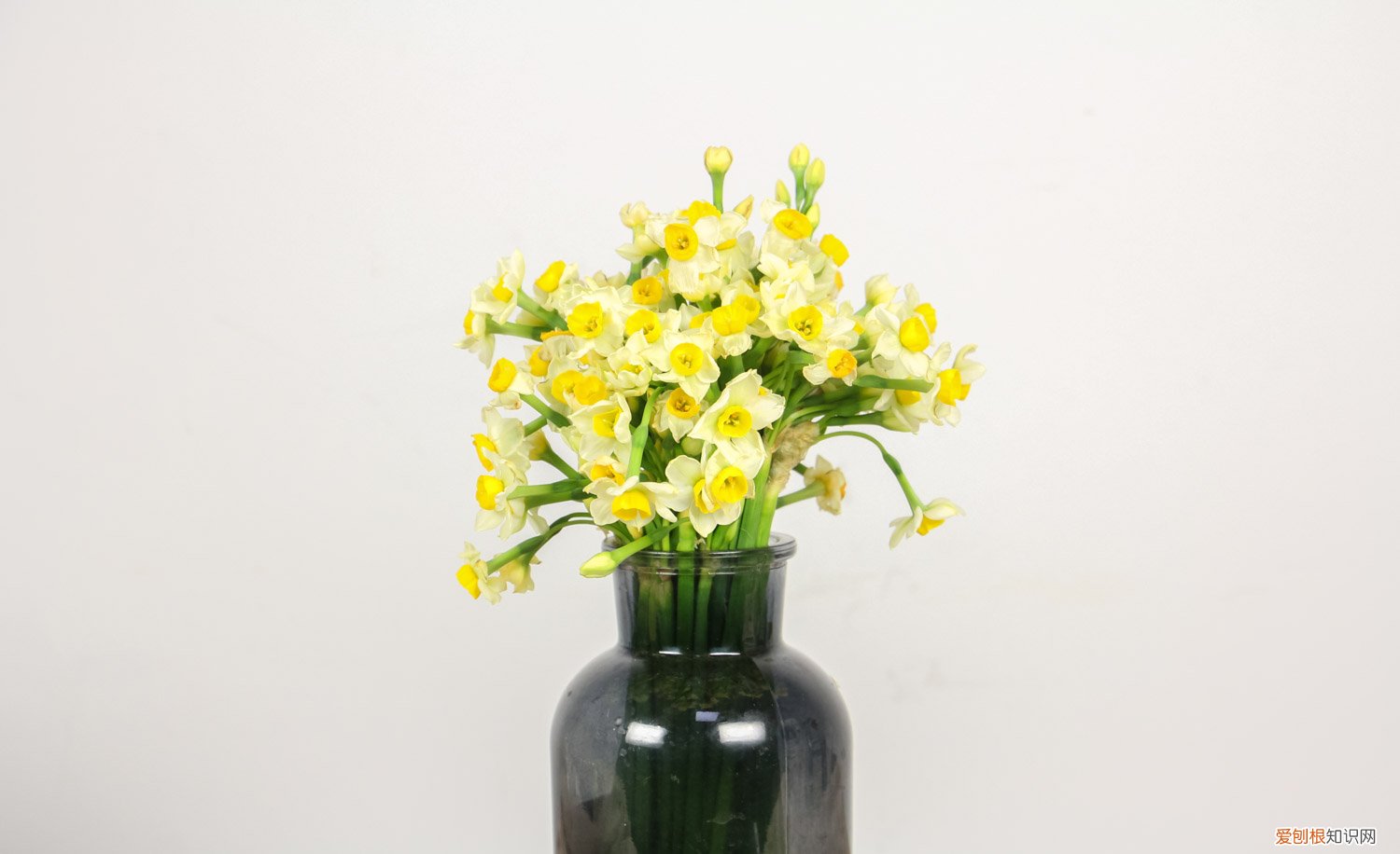 水仙怎样种植方法 水仙怎么种植