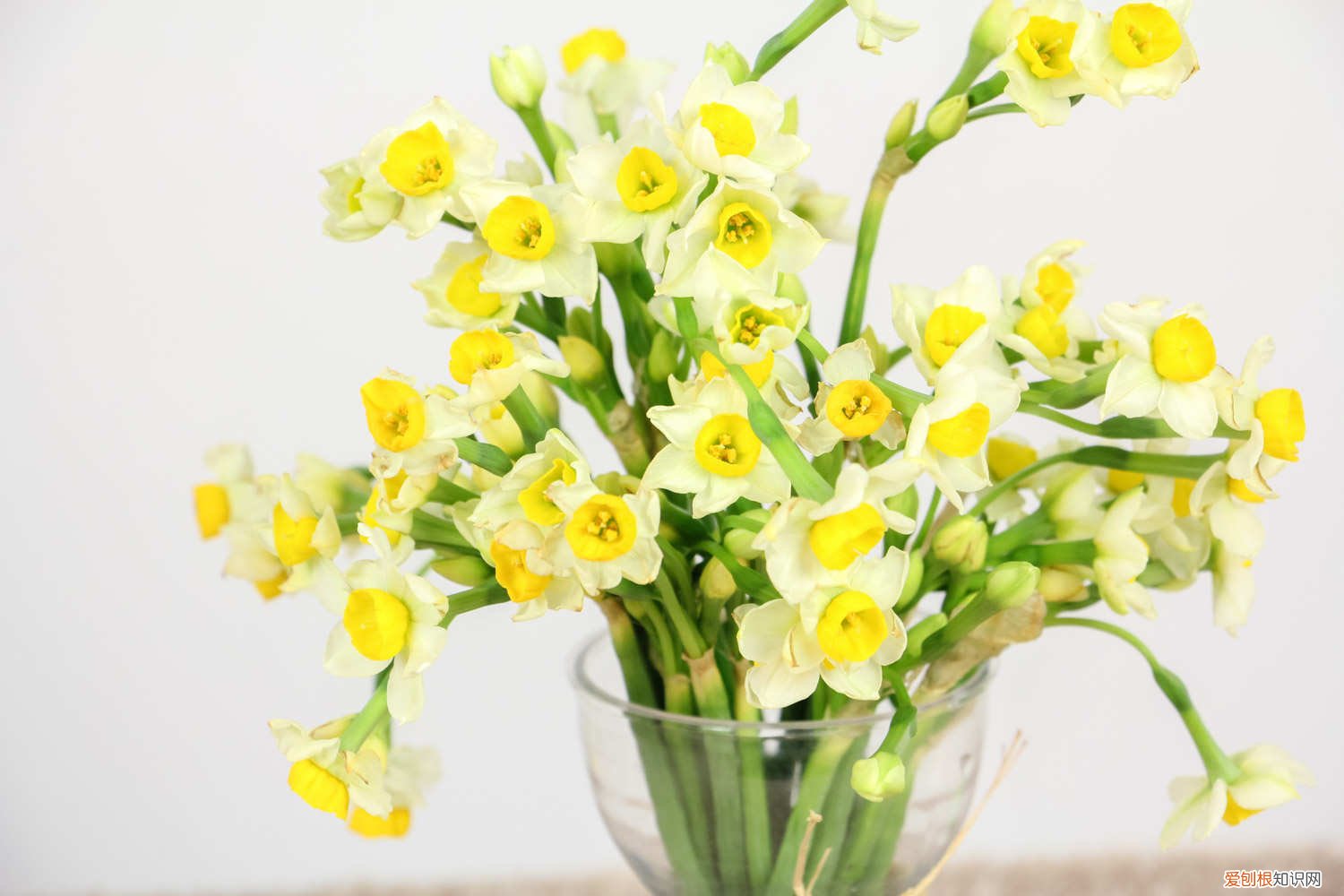 水仙怎样种植方法 水仙怎么种植