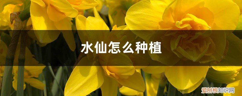 水仙怎样种植方法 水仙怎么种植