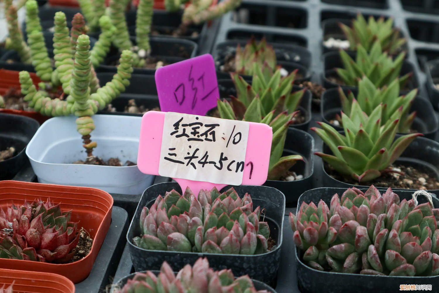 宝石花如何养殖 红宝石花的养殖方法