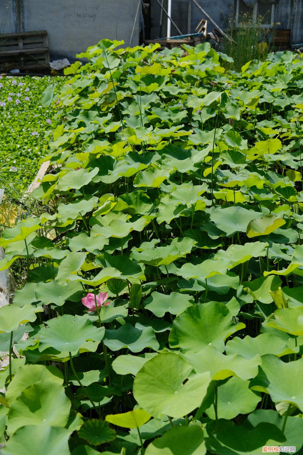 荷花什么季节开的 荷花哪个季节开