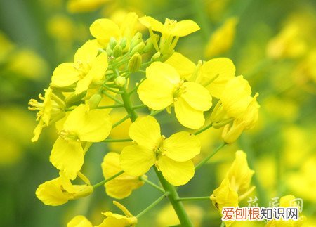 油菜花的介绍50 油菜花的介绍