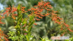 火焰兰种植技术视频 火焰兰的栽培技术