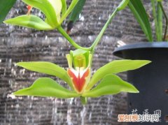 玉兰海碧玉 碧玉兰信息大全