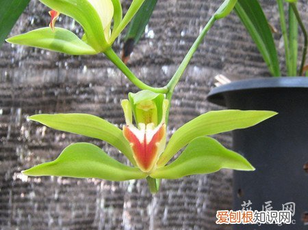 玉兰海碧玉 碧玉兰信息大全