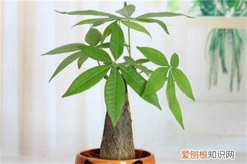 客厅为什么不能放竹子，卧室为什么不能放竹子