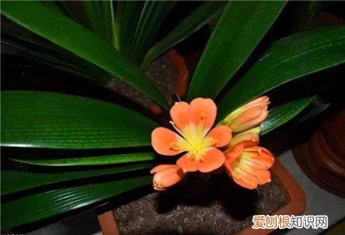 客厅为什么不能放竹子，卧室为什么不能放竹子