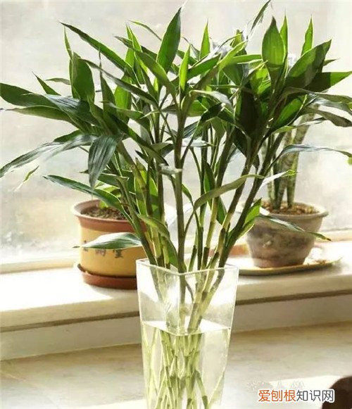 客厅为什么不能放竹子，卧室为什么不能放竹子