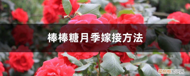 棒棒糖月季的嫁接 棒棒糖月季嫁接方法