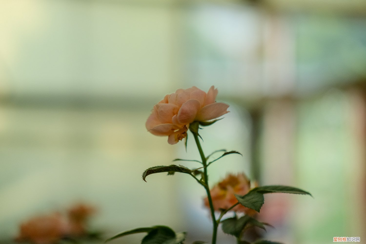 棒棒糖月季的嫁接 棒棒糖月季嫁接方法