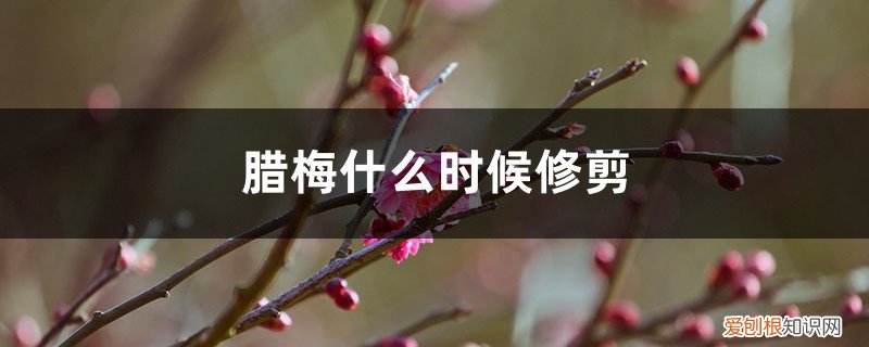 腊梅什么时候修剪杭州公交274路线路 腊梅什么时候修剪