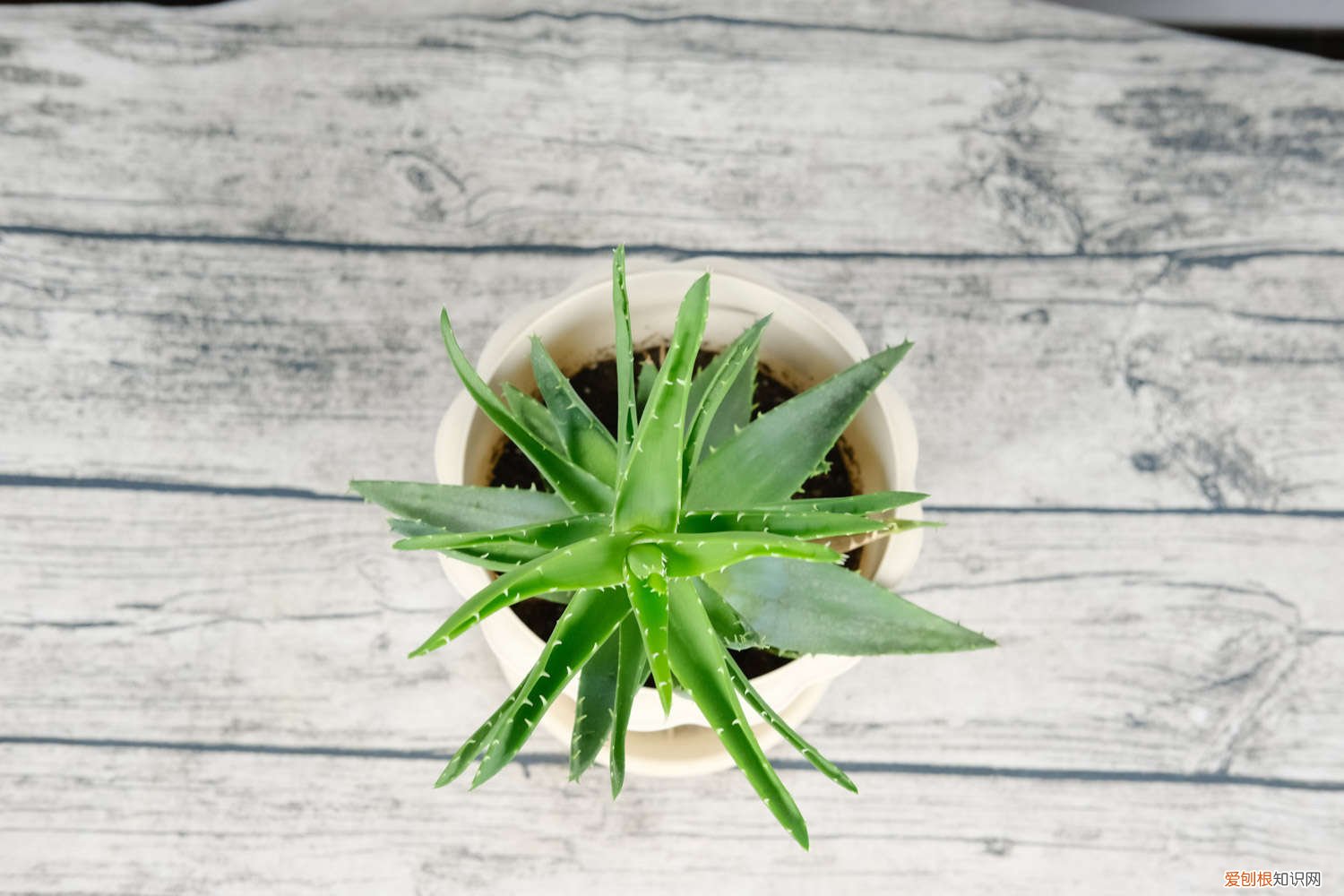 养芦荟可以放鸡蛋壳吗? 芦荟施肥可以用鸡蛋壳吗