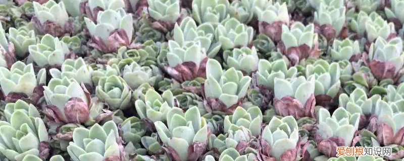 多肉玫瑰怎么养殖 多肉玫瑰怎么养
