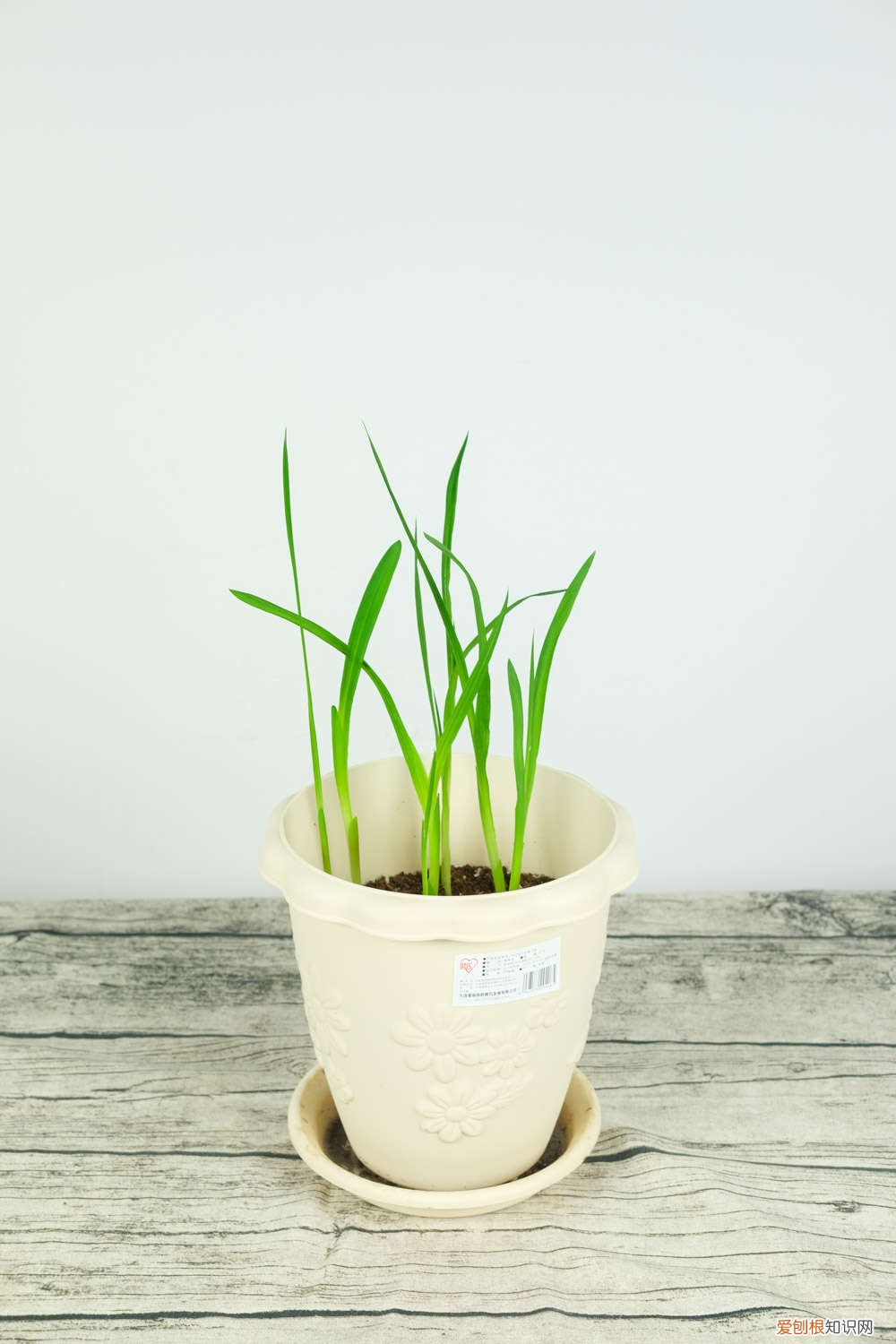 香雪兰冬天的养殖方法和注意事项 香雪兰冬天怎么养冻不死